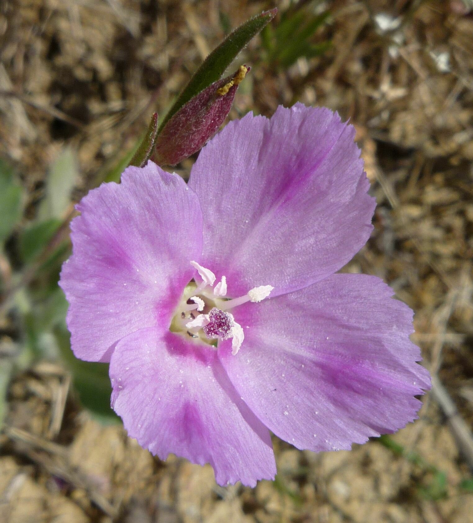 High Resolution Clarkia purpurea quadrivulnera Flower